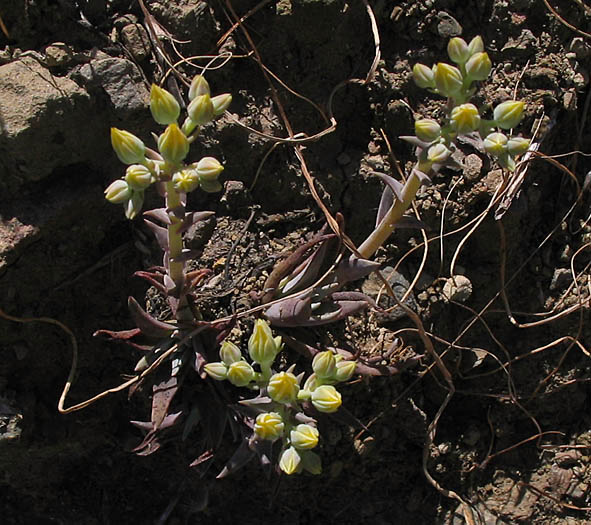 Detailed Picture 3 of Agoura Hills Dudleya