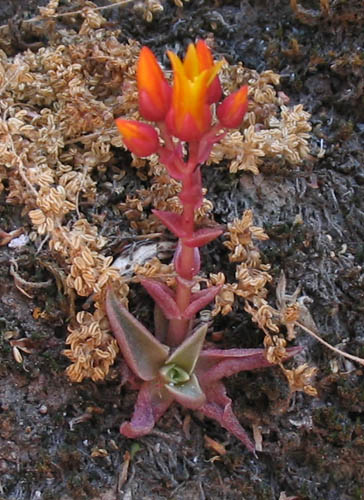 Detailed Picture 2 of Marcescent Dudleya