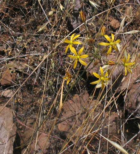 Detailed Picture 3 of Golden Stars