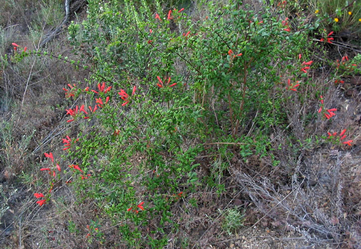 Detailed Picture 3 of Heart-leaved Penstemon