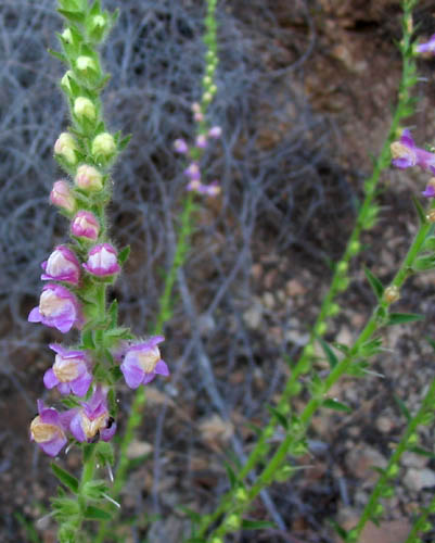 Detailed Picture 2 of Rose Snapdragon