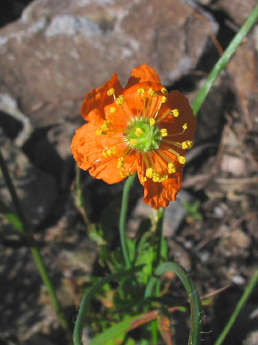 Detailed Picture 3 of Fire Poppy