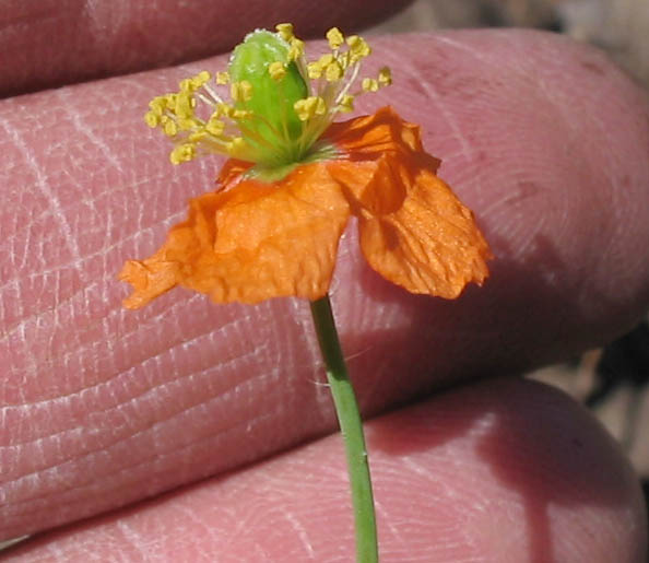 Detailed Picture 4 of Fire Poppy