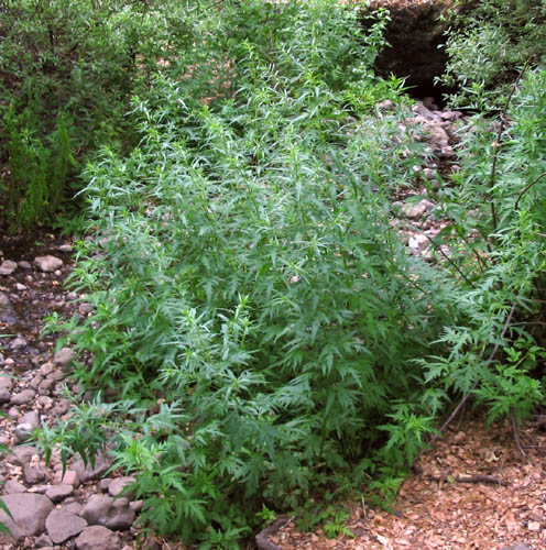Detailed Picture 7 of Durango Root