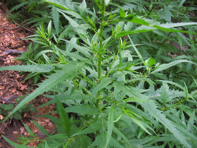 Detailed Picture 5 of Durango Root