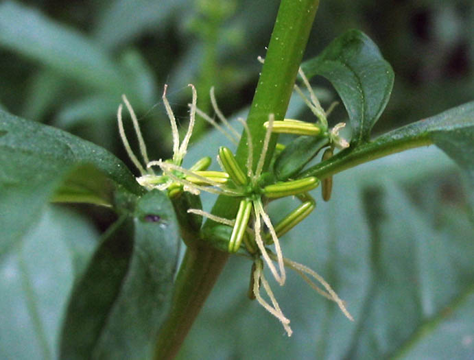 Detailed Picture 2 of Durango Root