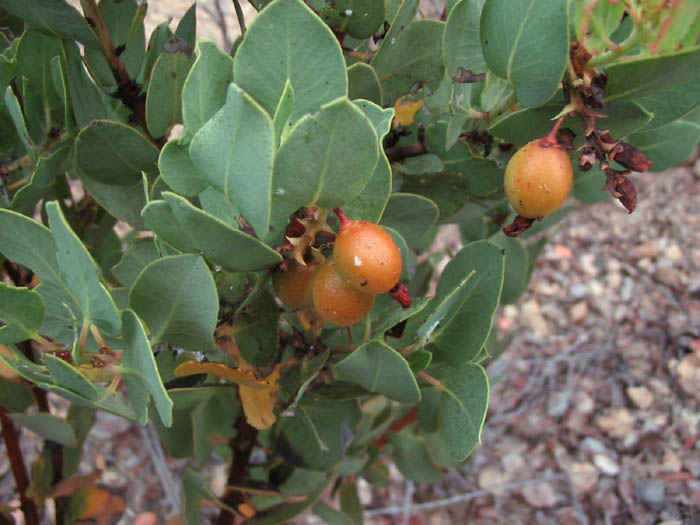 Detailed Picture 4 of Bigberry Manzanita