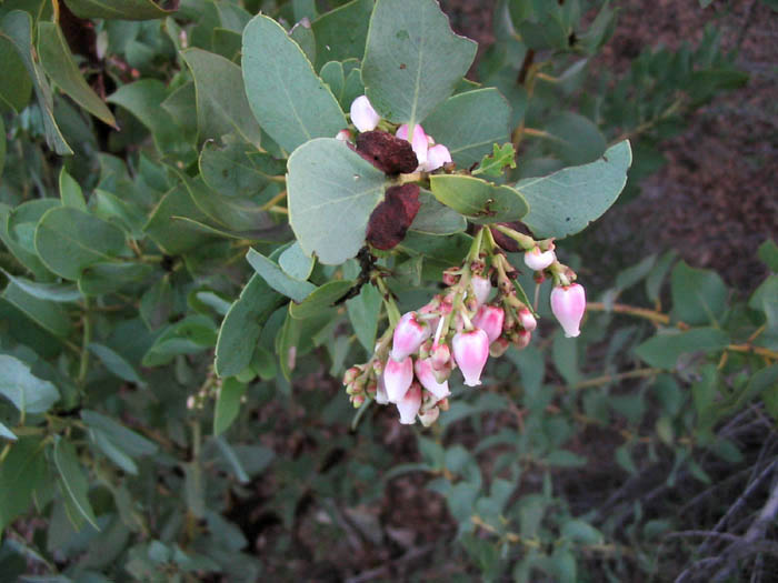 Detailed Picture 2 of Bigberry Manzanita