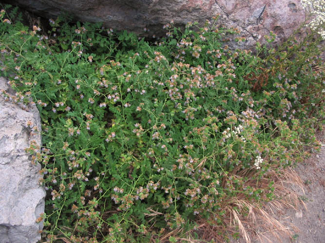 Detailed Picture 6 of Branching Phacelia