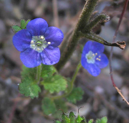 Detailed Picture 1 of Sticky Phacelia