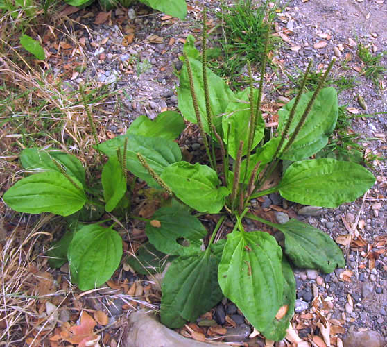 Detailed Picture 4 of Common Plantain