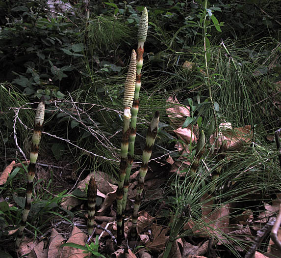 Detailed Picture 7 of Giant Horsetail