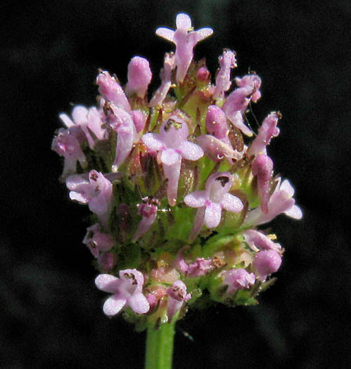 Detailed Picture 3 of Long-spurred Plectritic