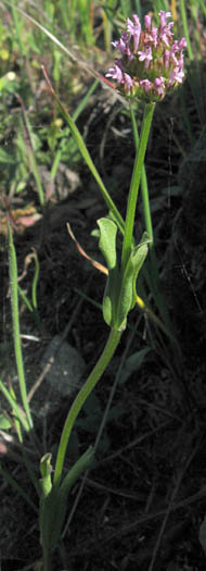 Detailed Picture 5 of Long-spurred Plectritic