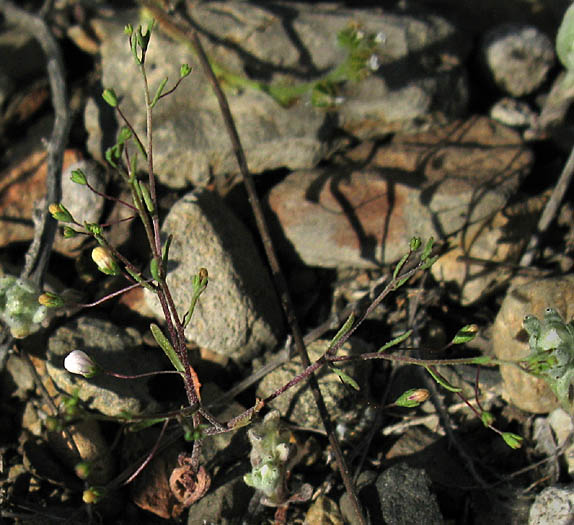 Detailed Picture 5 of Nuttall's Nemacladus