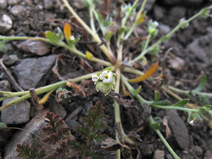 Detailed Picture 4 of Adobe Popcorn Flower