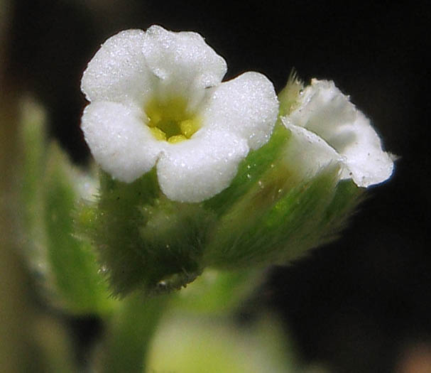 Detailed Picture 1 of Adobe Popcorn Flower