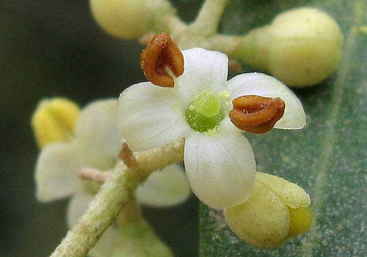 Detailed Picture 1 of Olive