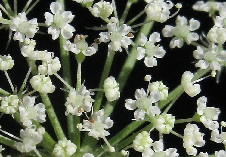 Detailed Picture 4 of Queen Anne's Lace