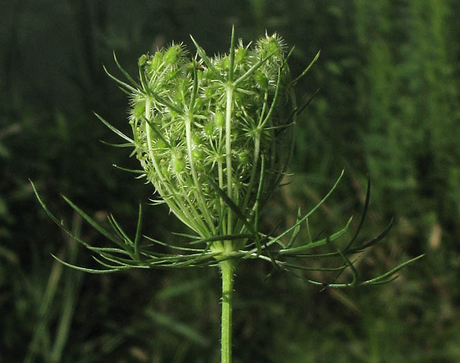 Detailed Picture 7 of Queen Anne's Lace