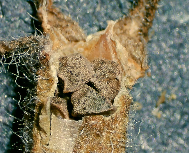 Detailed Picture 11 of Veatch's Blazing Star