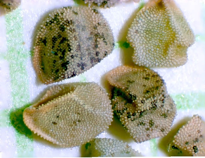 Detailed Picture 10 of Veatch's Blazing Star