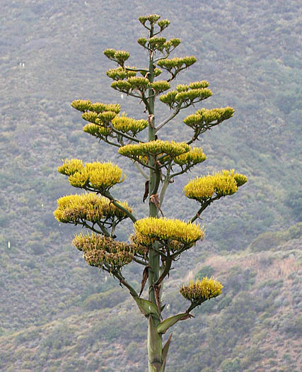 Detailed Picture 4 of American Century Plant