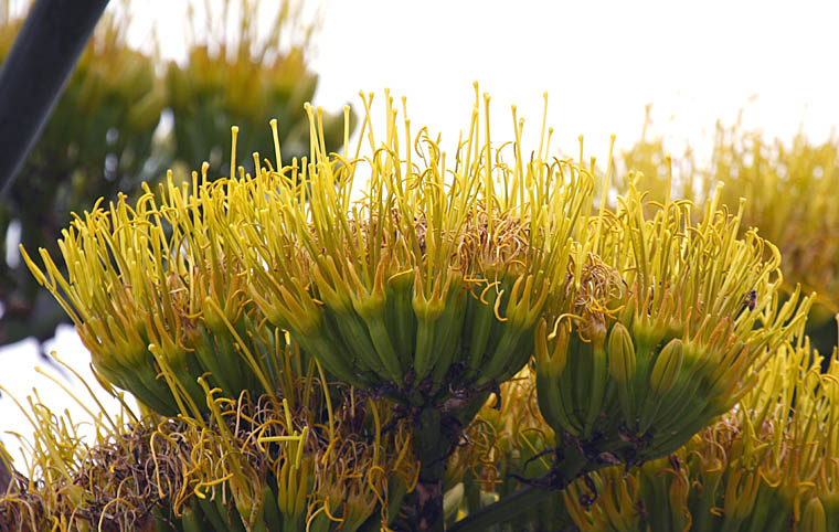Detailed Picture 2 of American Century Plant