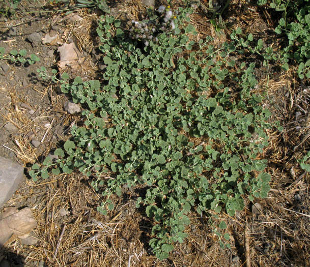 Detailed Picture 3 of Alkali-mallow