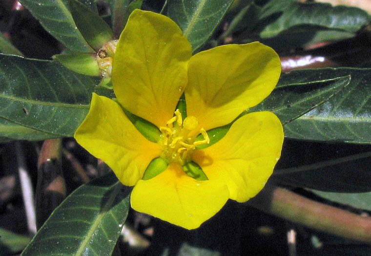 Detailed Picture 1 of Yellow Water Weed