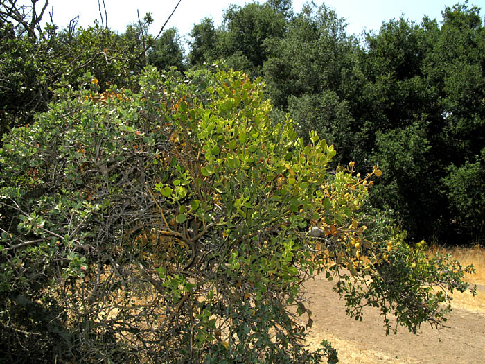 Detailed Picture 4 of Oak Mistletoe