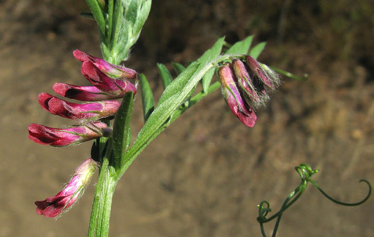 Detailed Picture 2 of Purple Vetch