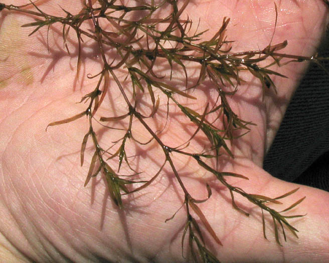 Detailed Picture 4 of Southern Waternymph