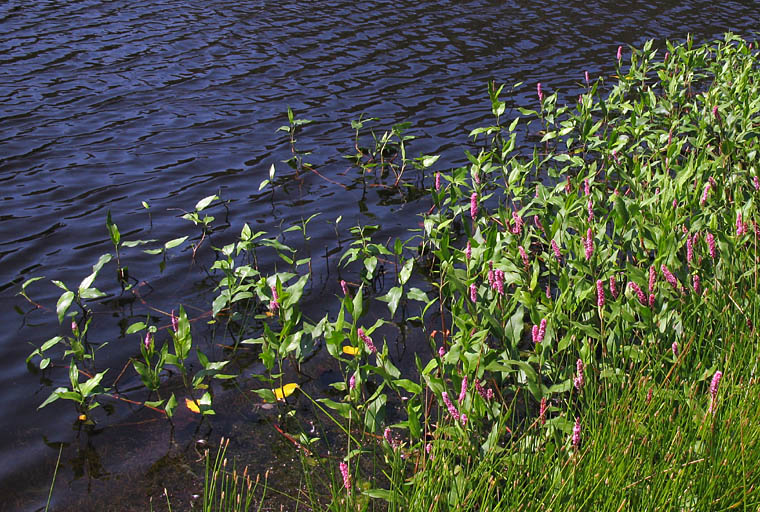 Detailed Picture 5 of Water Smartweed