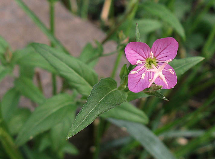Detailed Picture 2 of Rose Evening Primrose