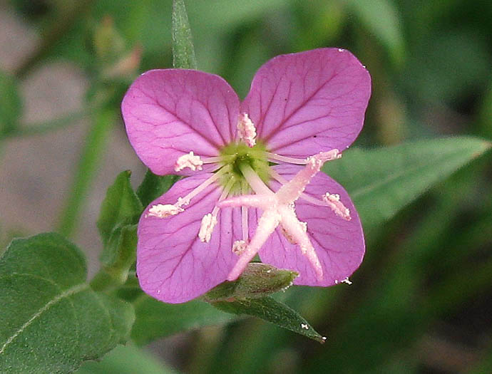 Detailed Picture 1 of Rose Evening Primrose