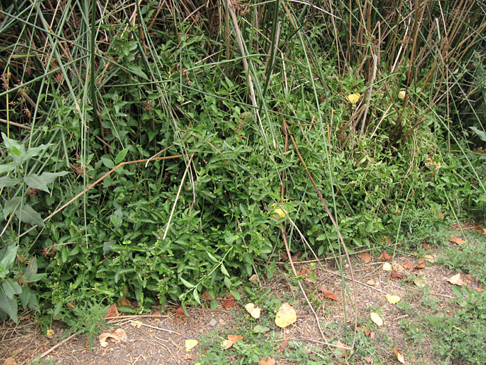 Detailed Picture 4 of Frog Fruit