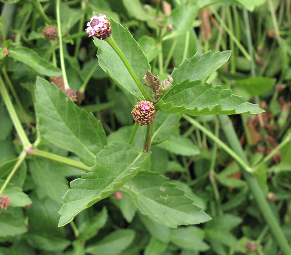 Detailed Picture 3 of Frog Fruit