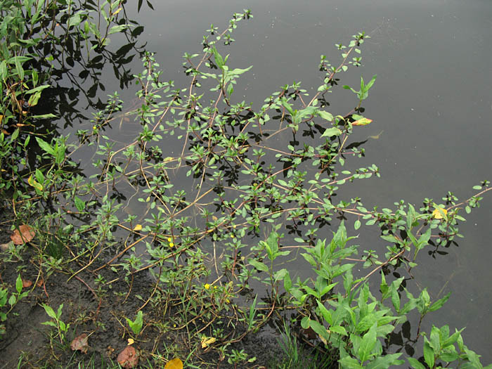Detailed Picture 4 of Yellow Water Weed
