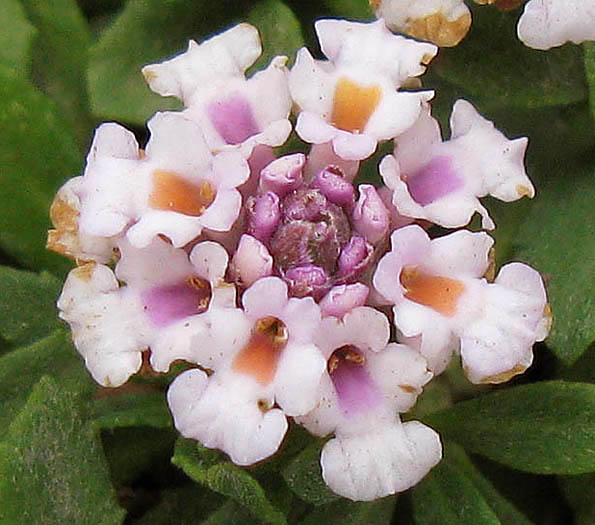 Detailed Picture 2 of Garden Lippia