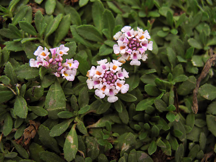 Detailed Picture 3 of Garden Lippia