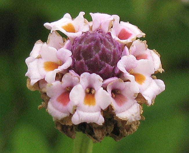 Detailed Picture 1 of Frog Fruit