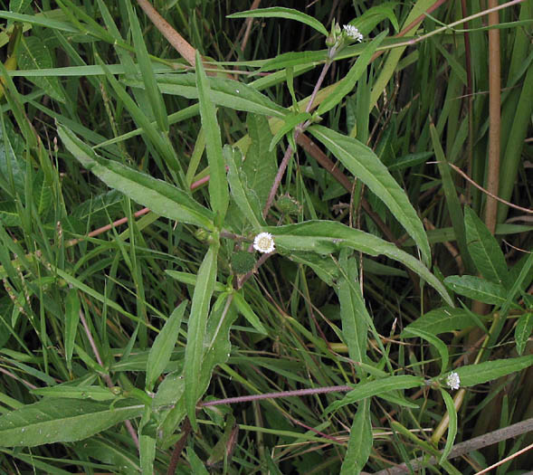 Detailed Picture 6 of False Daisy