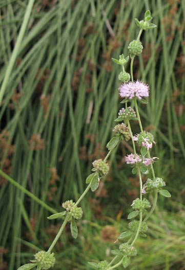 Detailed Picture 4 of Pennyroyal