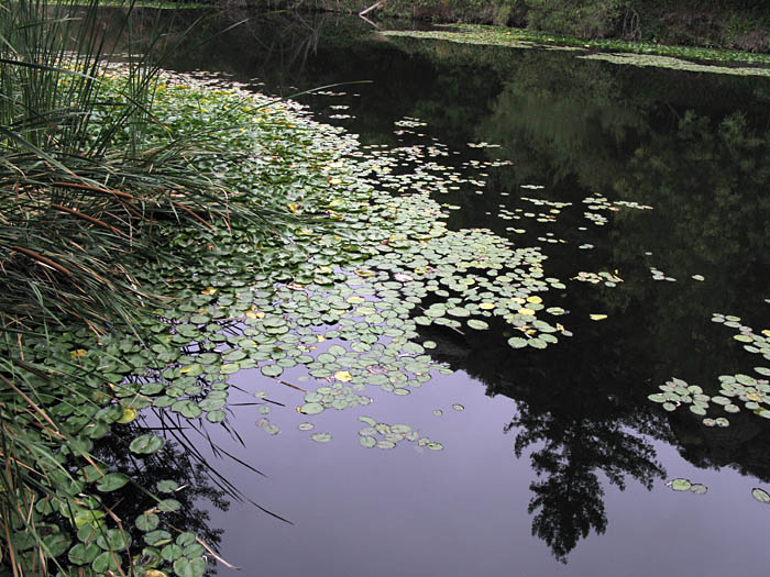 Detailed Picture 5 of Yellow Waterlily