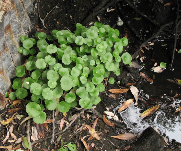 Detailed Picture 5 of Whorled Marsh Pennywort