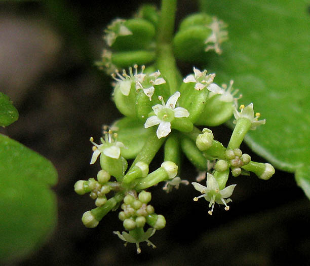 Detailed Picture 2 of Whorled Marsh Pennywort