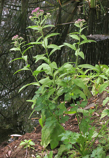 Detailed Picture 4 of Salt Marsh Fleabane