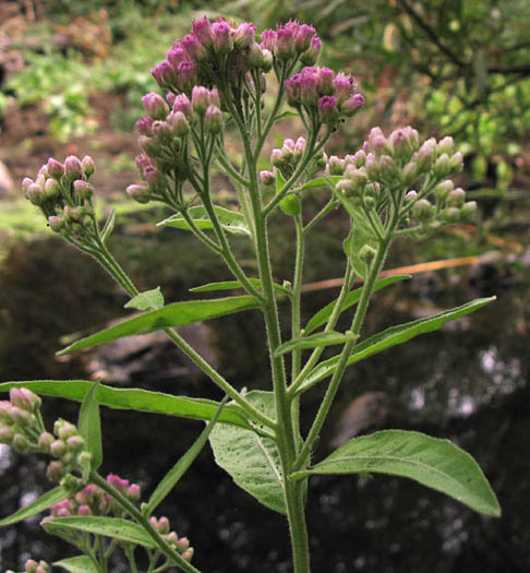 Detailed Picture 2 of Salt Marsh Fleabane
