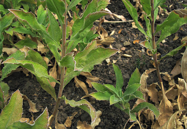 Detailed Picture 7 of California Goldenrod